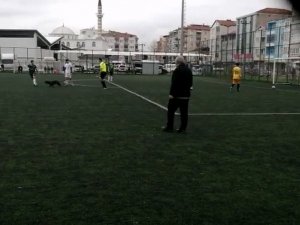 Sahaya Giren Davetsiz Misafir İlginç Görüntülere Sahne Oldu