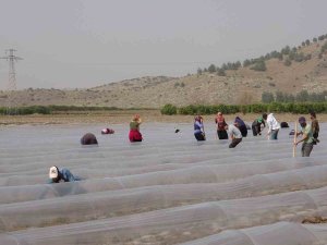 Salçalık Biber Fideleri Toprakla Buluştu