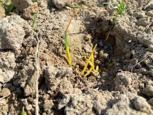 Konya Ovası’ndaki Yağışlar, Geçen Yıla Oranla Yüzde 55 Azaldı