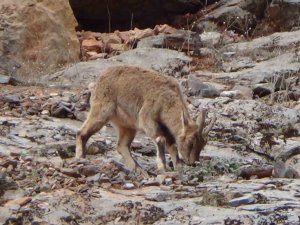 Tunceli’de Vatandaşlar Yol Kenarına İnen Dağ Keçilerini İzledi