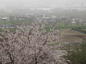 Adıyaman’da Ağaçlar Hüzne Çiçek Açtı