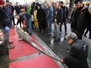 3,5 Metrelik Yasaklı Köpek Balığının Satışına Ceza