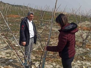 Erkenci Kayısılar İçin Zararlı Ve Hastalık Kontrolleri Yapıldı