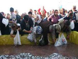 Hamsi Festivali'nde 5 ton hamsi dağıtıldı