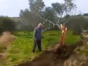 Fay İkiye Böldüğü Ağacı 10 Metre Taşıdı