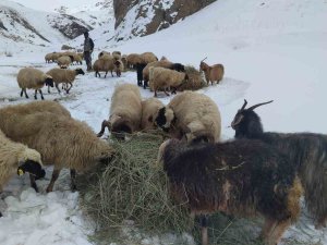 Van’da Besicilerin Zorlu Kış Mesaisi