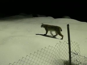 Birinci Derece Koruma Altındaki Vaşak Güvenlik Kamerasında