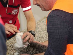 Depremden Kurtarılan Hayvanlara Tatvan Kucak Açtı