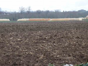 Kuraklığın Tarıma Etkisi