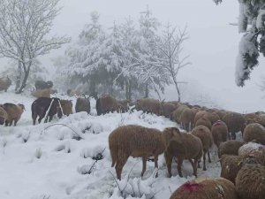 Sakarya’da Yüksek Kesimlerde Kar Yağışı Etkili Oluyor