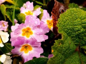 Abant’ta Karlar Eridi, Çiğdemler Çiçek Açtı