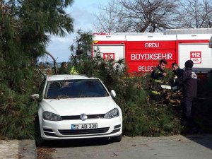 Ordu’da Fırtına: Devrilen Ağaç, Otomobil Ve İş Yerine Hasar Verdi