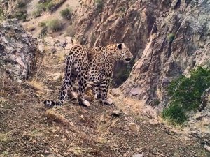 Denizli’nin Honaz Dağında Anadolu Parsı’nın Ayak İzine Rastlanıldı