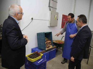 Togü 10 Bin Adet Tüplü Aşılı Asma Fidanı Üretecek