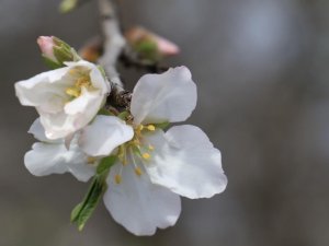 Cemre Toprağa Düştü