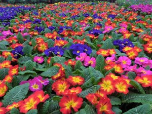 Çiçekler ’Kadınlar Günü’ İçin Hazırlandı