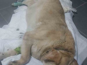 Şehrin Maskotu Olan Köpek İçin Destek Bekliyorlar