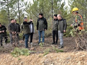 "Sürdürülebilir Ormancılık İlkesi Sıklık Bakımı Sahaları İçin Çok Önemli"
