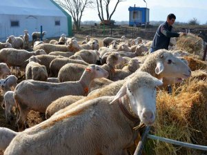 Balıkesir Kuzusunda Marka Sındırgı Olacak