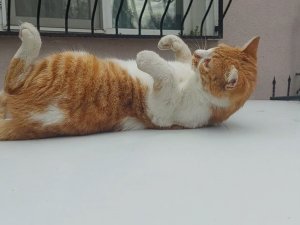 Bu Da Şaklaban Kedi: Kameraları Görünce Poz Verip Dans Ediyor