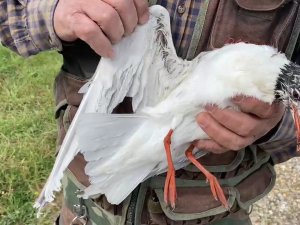 Misina İpine Dolanan Martıyı Temizlik İşçisi Kurtardı