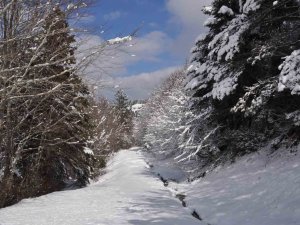 Abant’ta Mart Ayında Kar Sürprizi