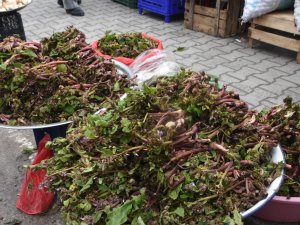 Sinop’ta “Zılbıt” Zamanı