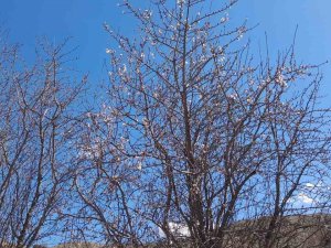 Kulp’ta Badem Ağaçları Çiçek Açtı