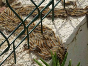 Manavgat’ta Çam Kese Böceği İstilası