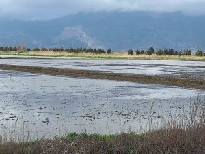 Aydın’da Yağışlar Çiftçinin Yüzünü Güldürdü