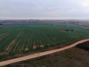 Çiftçide Kuraklık Endişesi: Buğday Filizleri Çimen Boyunda Kaldı