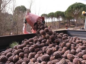 Türkiye’nin Çam Fıstığı Deposu Bergama’da Hasat Telaşı