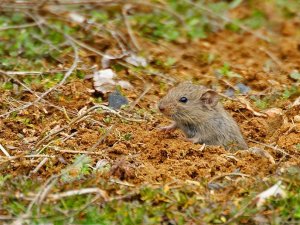 Tarım Ve Orman Müdürlüğü Uyardı; “Tarla Farelerine Dikkat”