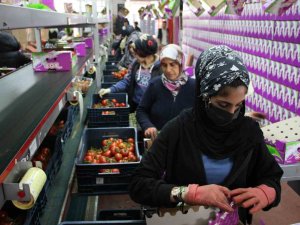 İ̇hracat Yasağı Kalktı, Domates Hareketliliği Başladı