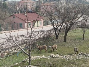 Tunceli’de Yaban Keçileri Sokakları Mesken Tuttu