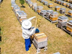 İ̇negöl Belediyesi 250 Adet Arı Kovanı Dağıtacak