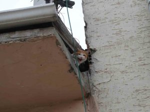 Çatıda Mahsur Kalan "Arsız” Kedi 5 Gün Sonra Kurtarıldı
