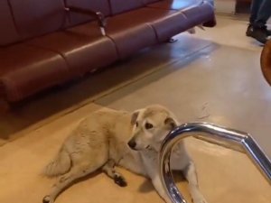 Vapurda Köpek Krizi: Kaptan Seferi İptal Etti
