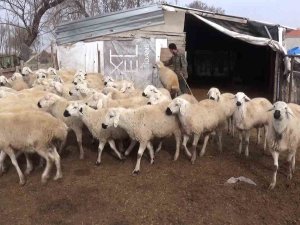 Karamanlı Üreticiler, Yabancı Uyruklu Çoban Ve Tarım İşçileri İçin Sabit Maaş Düzenlemesi İstiyor