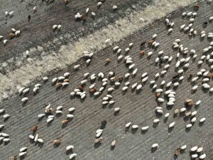 Kars’ta Hayvanlar Meralara Erken Çıktı