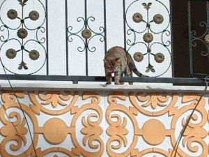 Hasarlı Binada Kurtarılmak İstenen Kedi Atlayarak Kaçtı