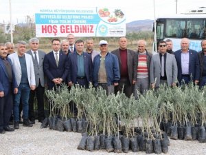 Manisalı Üreticiye 150 Bin Fidan Desteği