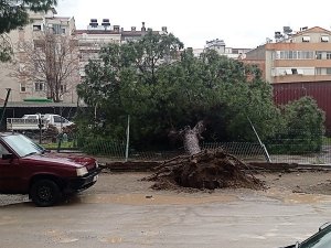 Edremit’te Yağmur Çam Ağacını Devirdi