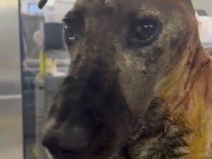 Beyninde Tümör Olan Sokak Köpeğinin Yardımına Hayvanseverler Koştu