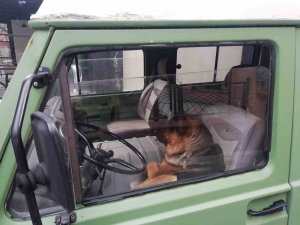 Her Sabah Şoför Koltuğunda Bekleyen Sevimli Köpek Merak Konusu Oldu
