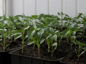 Erzincan’da Çiftçilere Fide Desteği