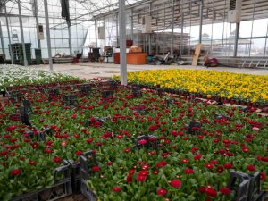 Belediye Kendi Çiçeklerini Üretiyor