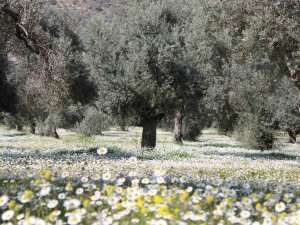 Bahar Erken Geldi, Aydın Bu Kez Kar Değil Papatyalar İle Beyaza Büründü