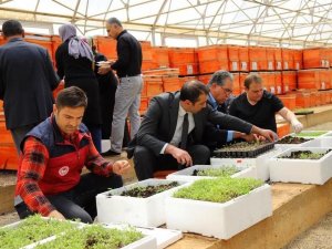 Bingöl’de Yüzde 75 Hibe İle 750 Bin Adet Fide Dağıtılacak