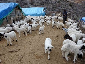 Süt Kuzuları Günde 2 Defa Anneleriyle Buluşturuluyor